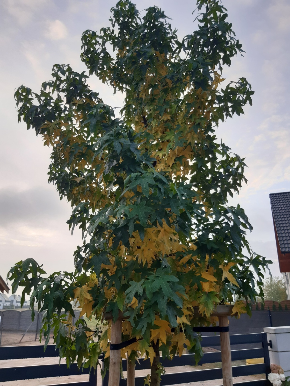 55e36c91-6cf7-414f-828c-7df268cb2049