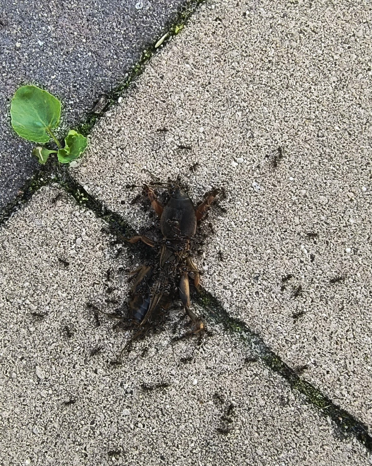 1c16f879-e285-4bb8-b06c-2c0245074bad