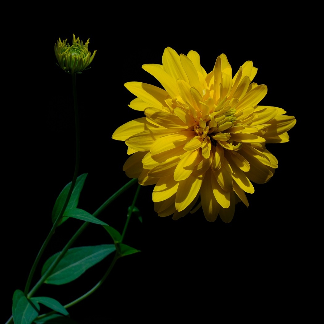 Rudbekia Naga Goldquelle - Rudbeckia Laciniata / Fotografujemy Przyrodę