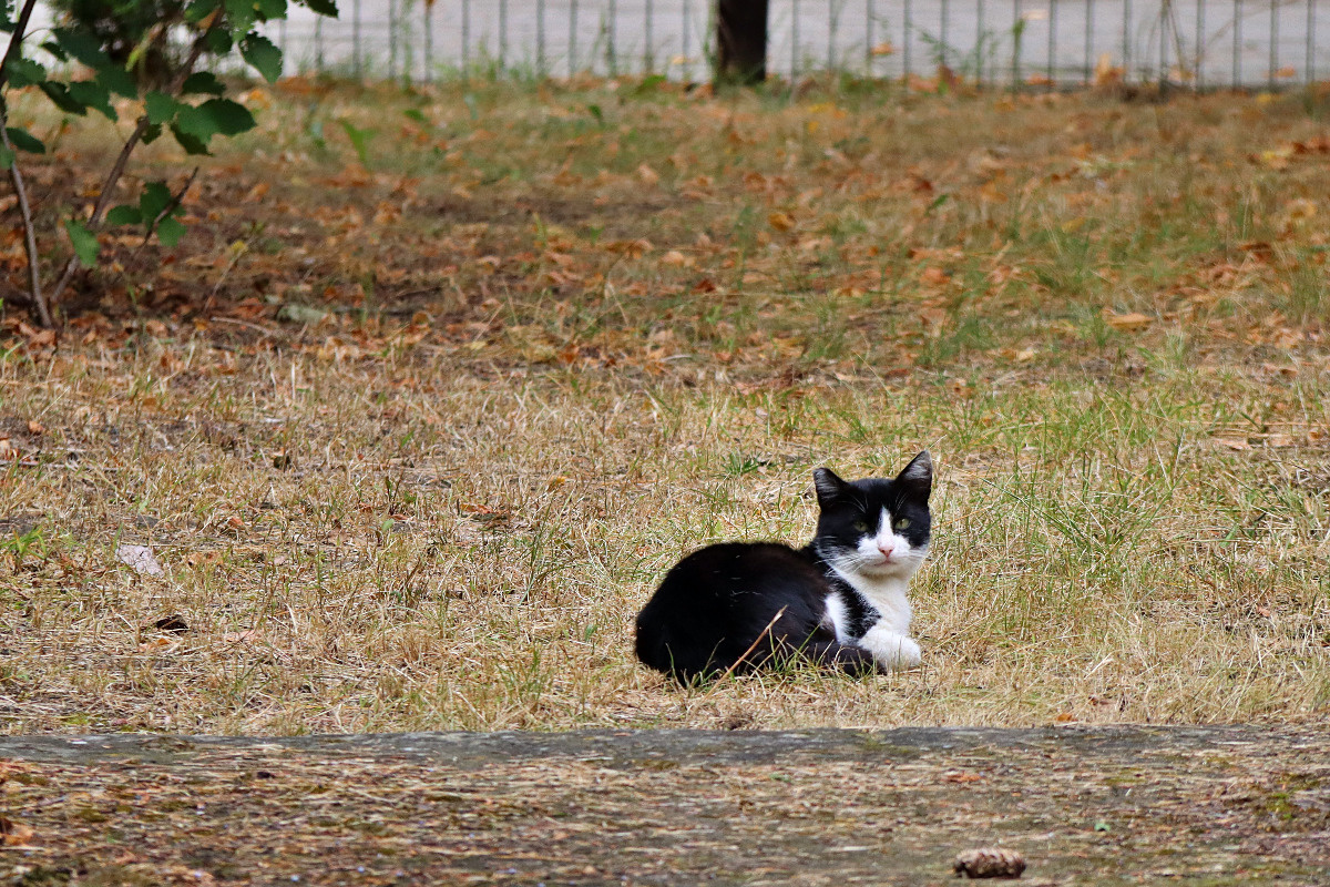 b7ae2c85-a213-4c8c-b239-3097f93f01a7