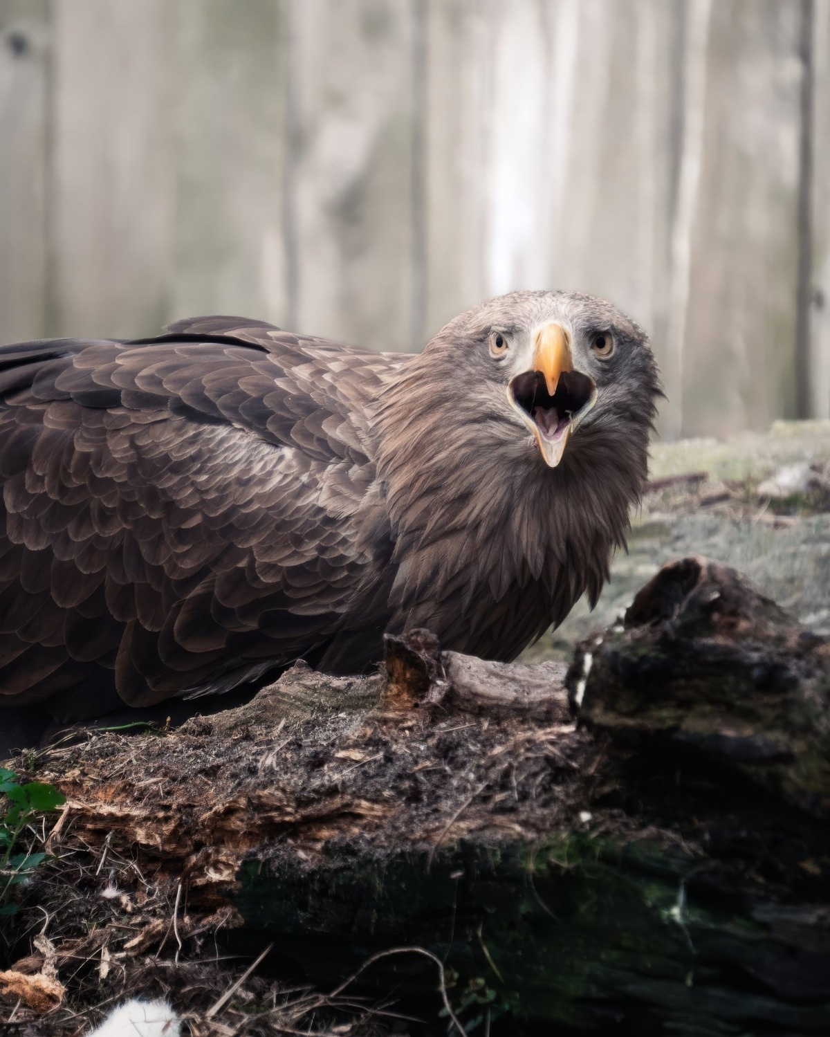 caaf08d1-704d-4129-a878-25db76dbb1d5