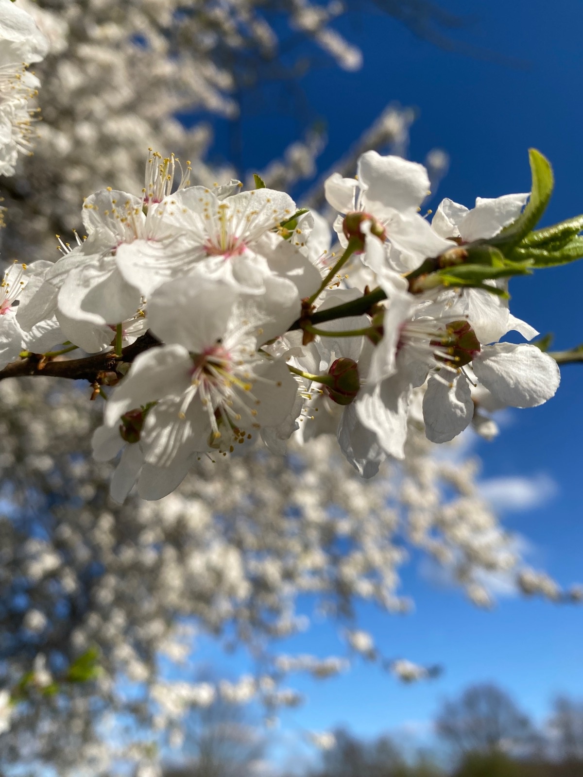 4a3203a2-6923-4ac3-b1f2-b7a5698e8758