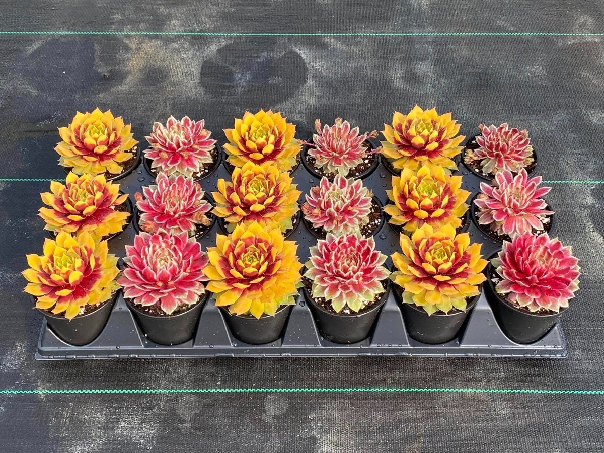 2b45b1a8-f6f5-4563-82e6-5d60bb46a05e