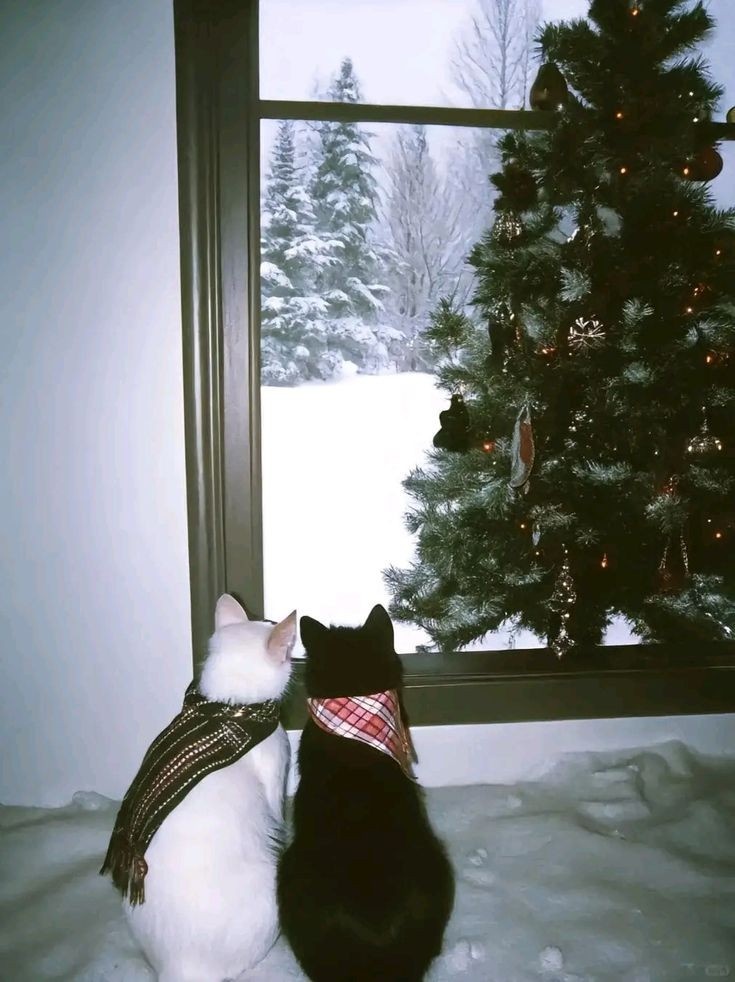 e688f6c8-6f78-437f-bc66-095685d44368