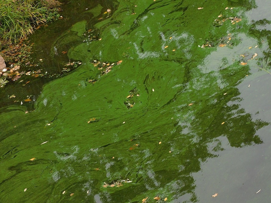 Hipotezy i dezinformacje czyli katastrofa odrzańska po raz kolejny