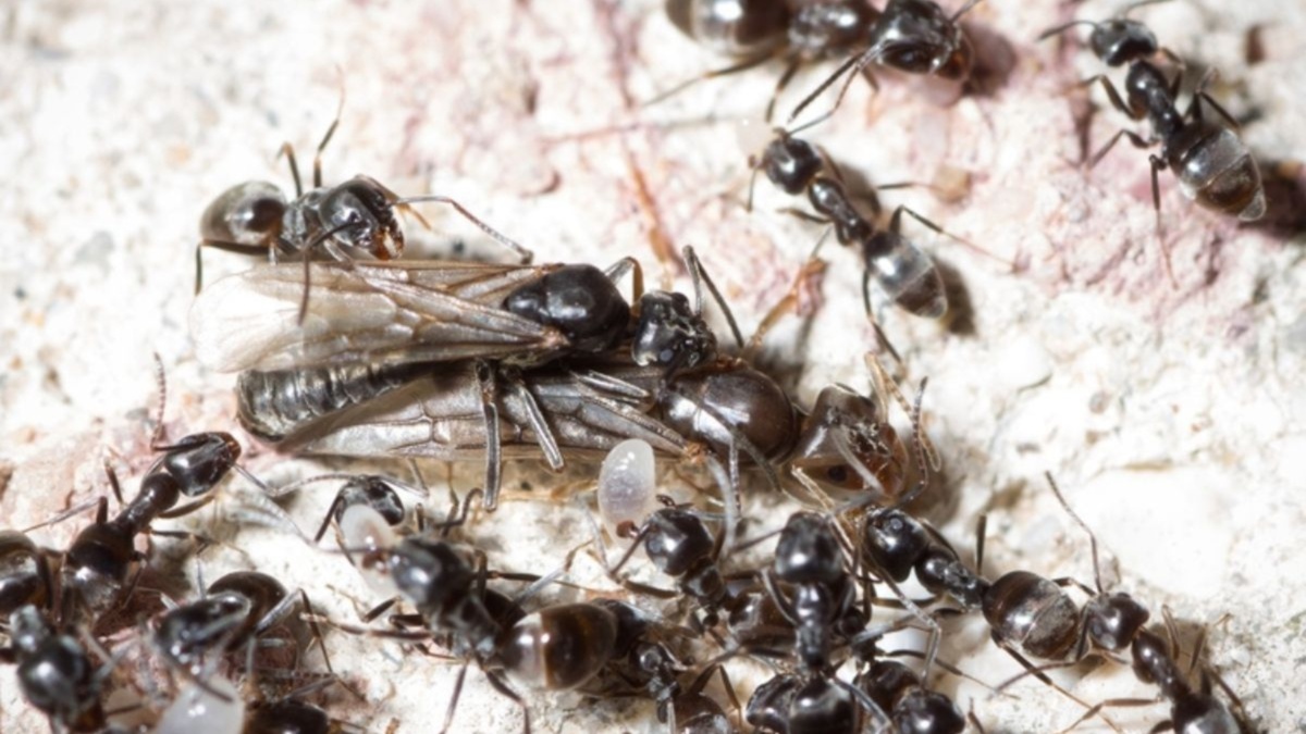 Plaga gigantycznych owadów. Wywołują alergie i powodują przerwy w dostawie prądu