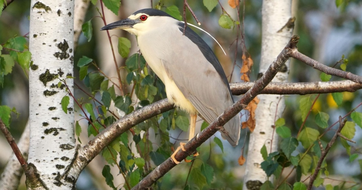 Technologia w służbie ornitologii