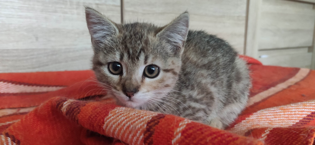 aea4aef4-70ef-46f9-b983-a8e2ef538565