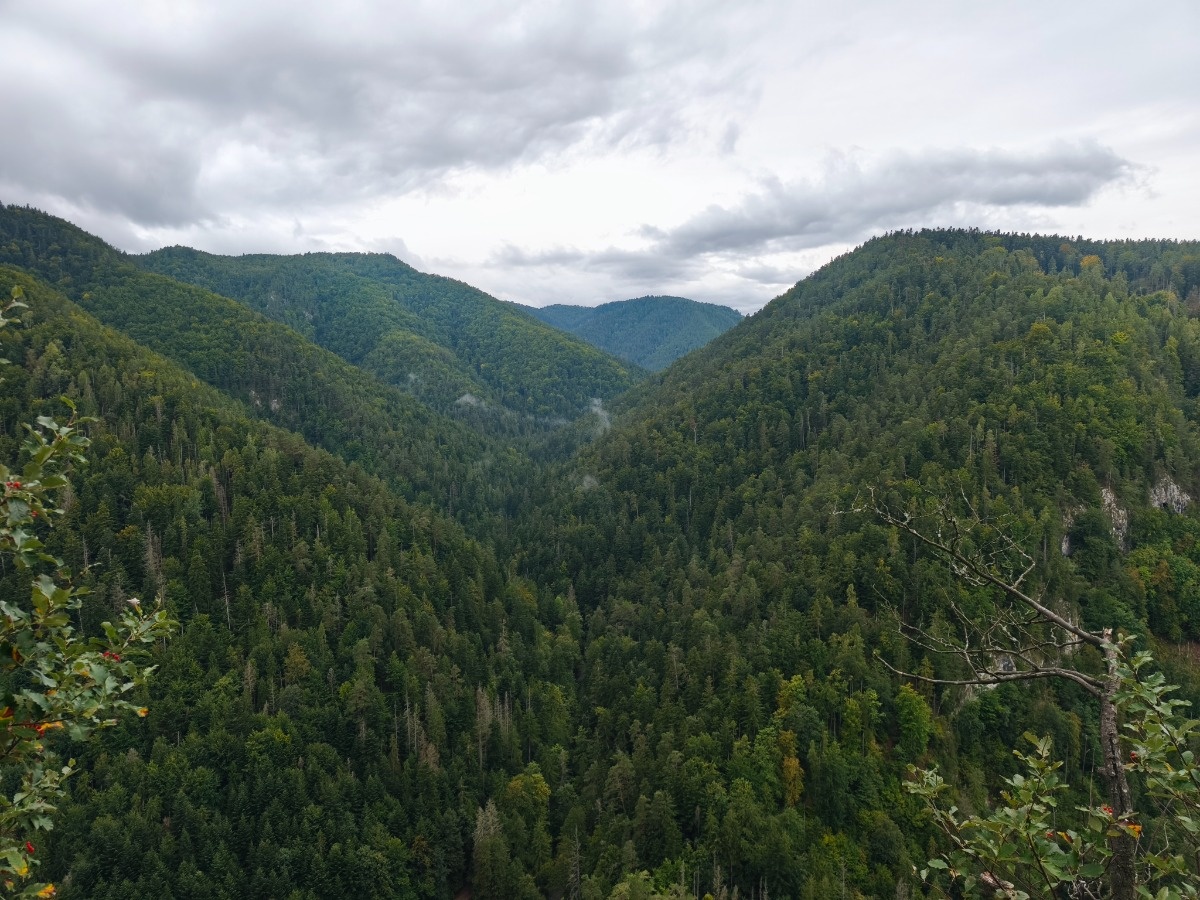 d2177cda-5666-4279-a416-69e615aa092d