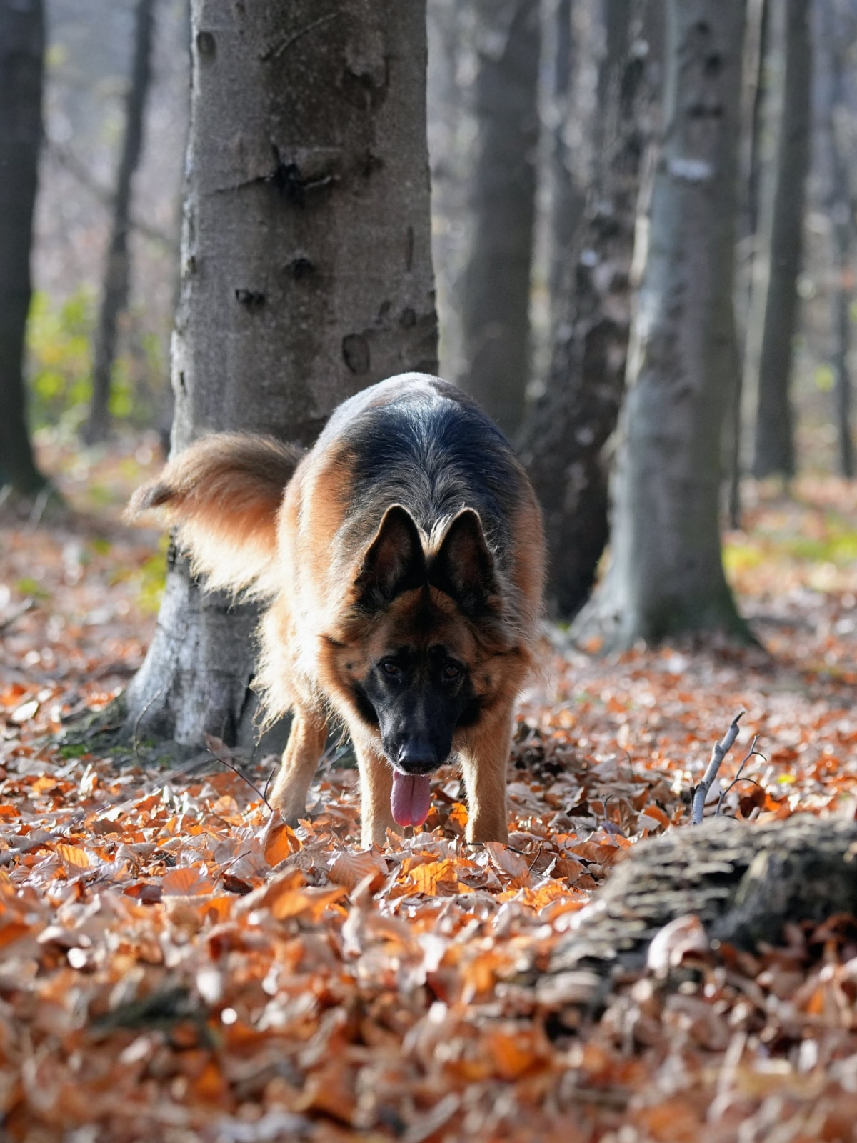 6236fc39-c2dd-4abe-ad58-0fa4c58a698c