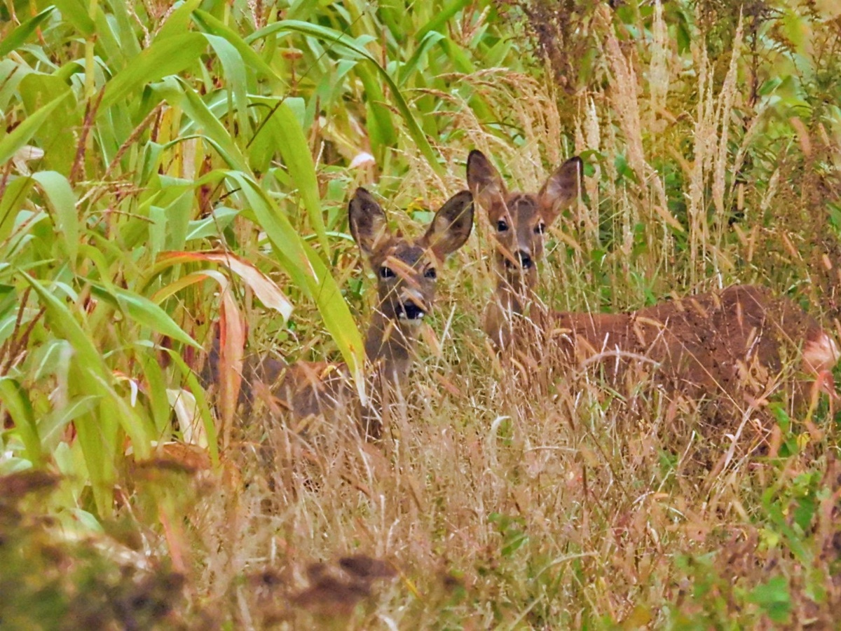 365f2f96-4b7c-4597-a0c1-49985add9deb