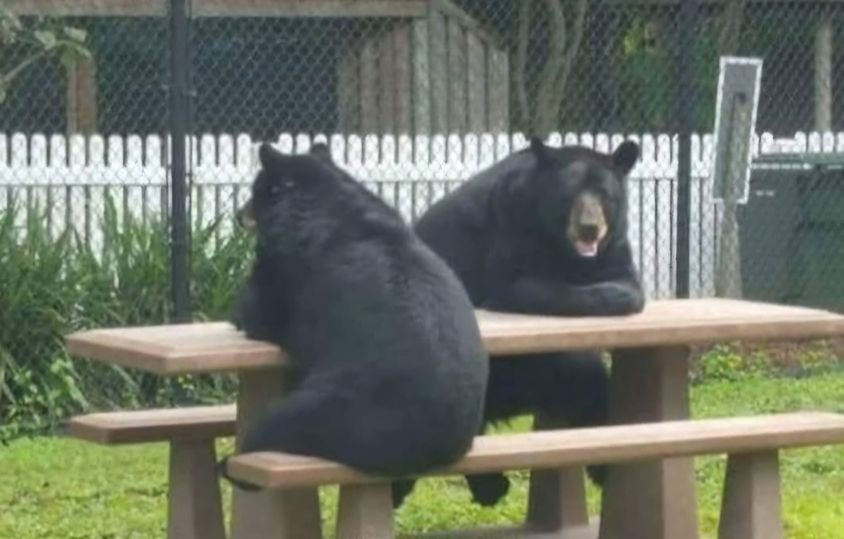 d0c03d0d-1052-421d-b969-58783a55718d