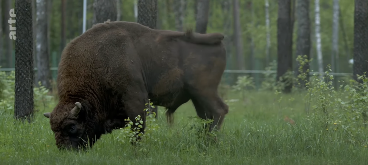 Białoruś: królestwo mokradeł - ARTE