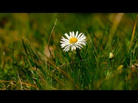 Wiosenna Spokojna Muzyka Relaksacyjna Wyciszająca Umysł Do Snu