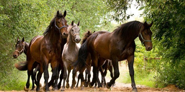 Bogusław Chrabota: Grzechy ciężkie w Janowie