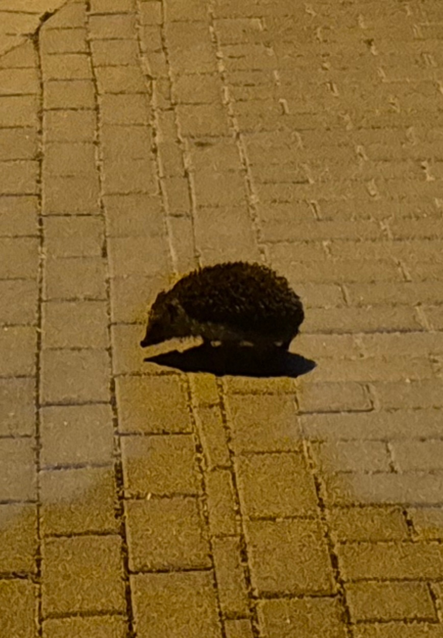 d9f677e6-ffe6-49df-9d22-ec3a9352d932