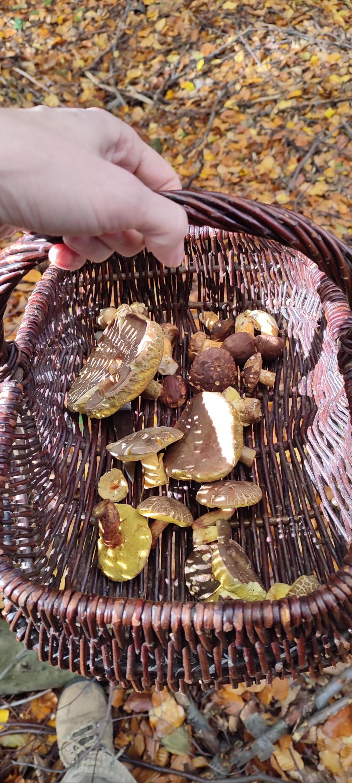 953558ba-5ca4-4d6b-8fa8-e2c29ce1b0a8