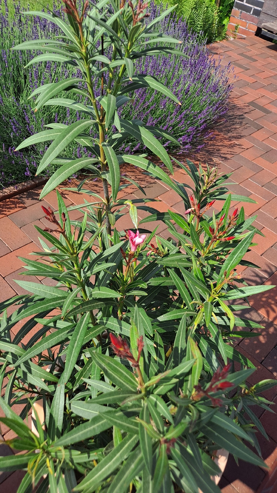 3d9e47d9-87dd-4153-b442-785510240258