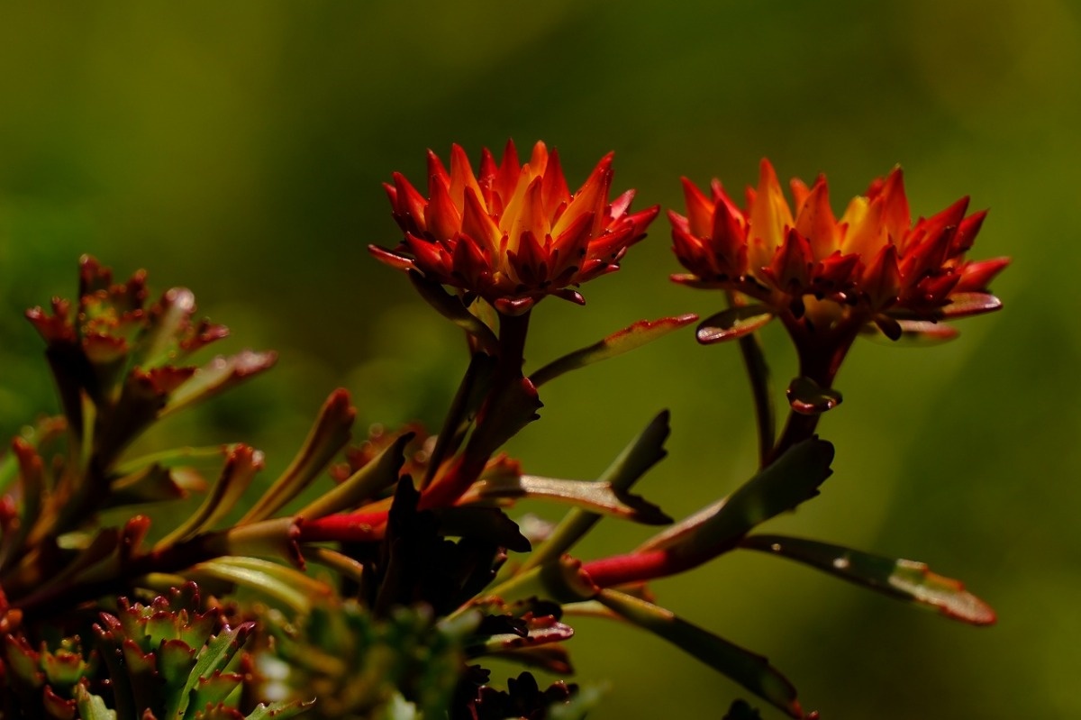 Rozchodnik Kamczacki efektowna roślina ozdobna - Sedum Kamtschaticum / Fotografujemy Przyrodę