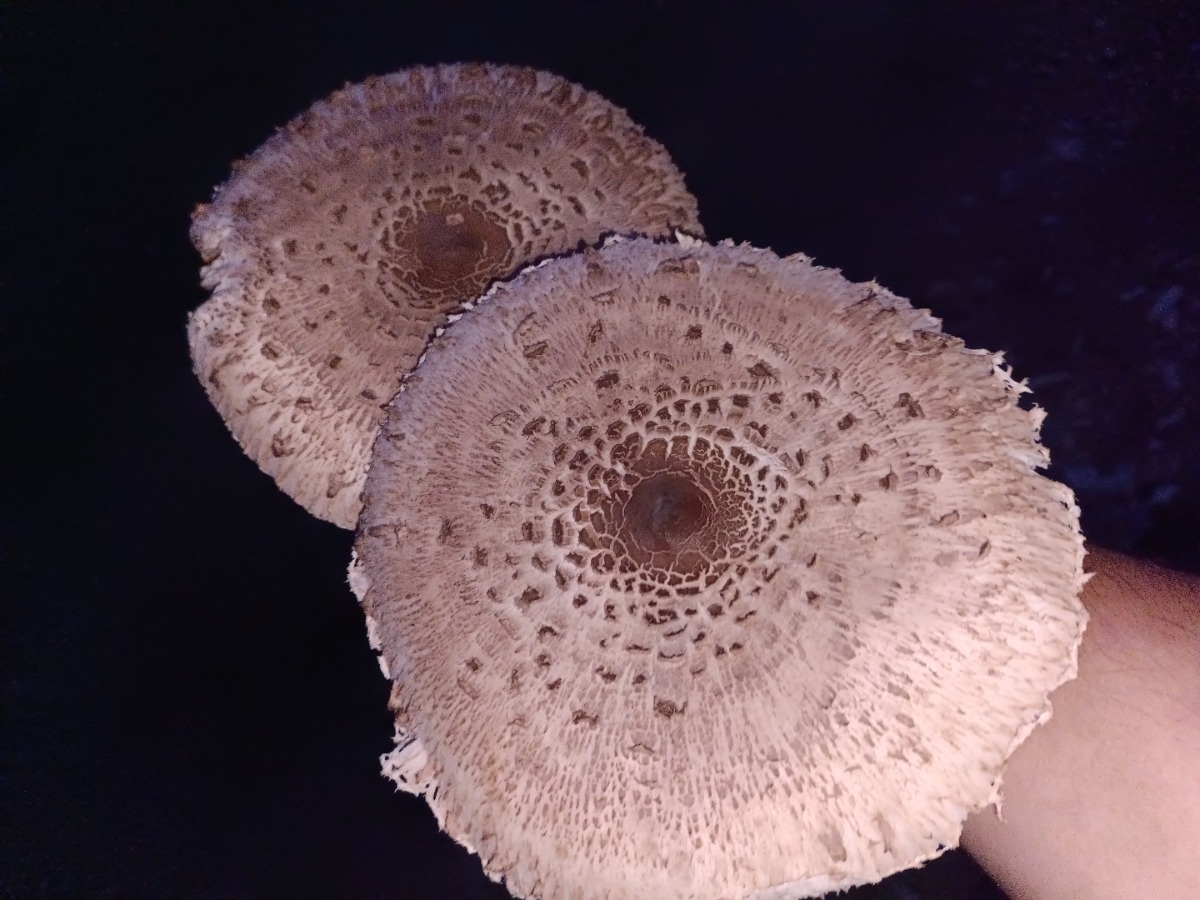 07081d03-3913-46a3-a630-59b21c289448