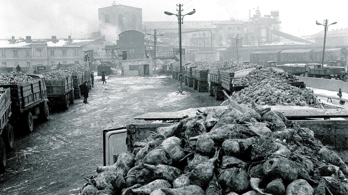 Kampania buraczana, czyli lubelski obrazek jesieni
