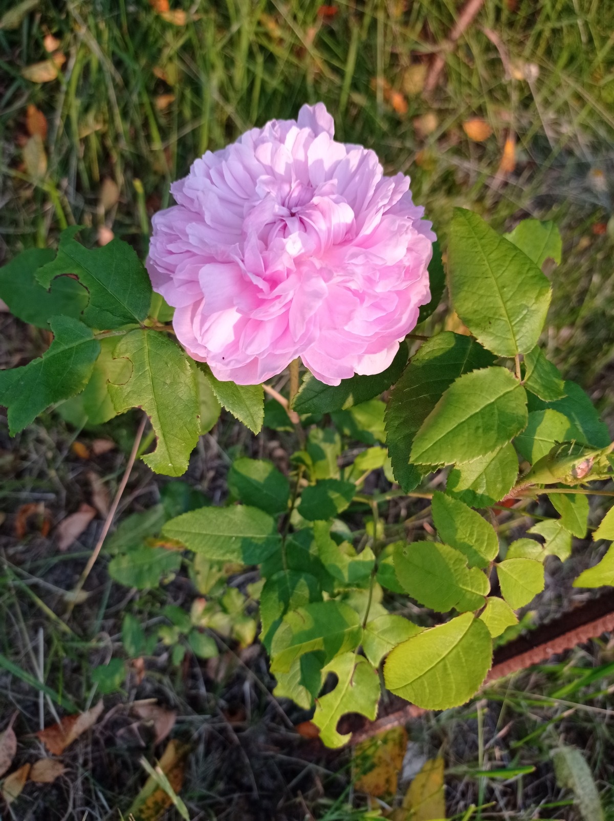 b1871f0a-b9ec-422d-bbea-83c60af67b64