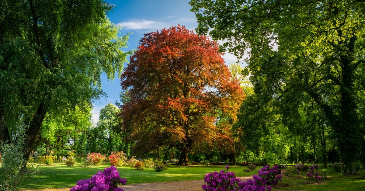 Polskie drzewo Europejskim Drzewem Roku. Zdeklasowało rywali