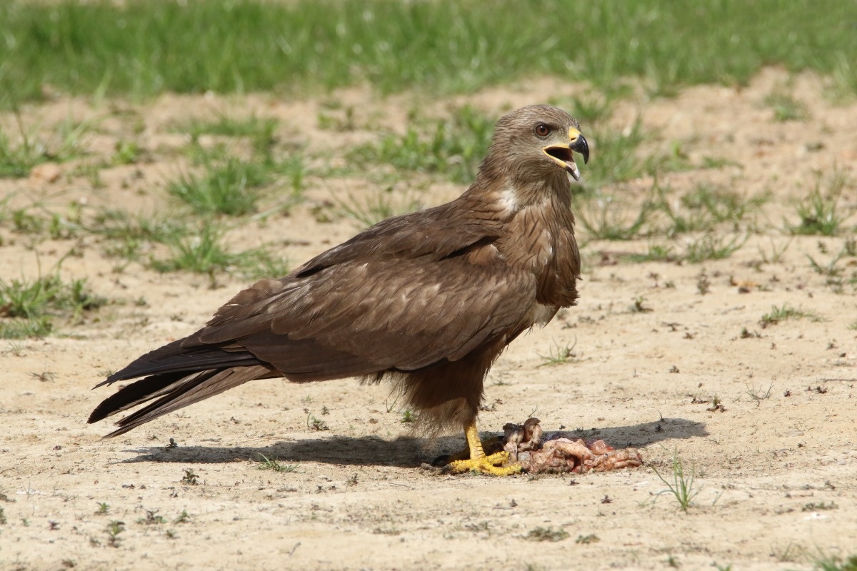 Klątwa kani czarnej?