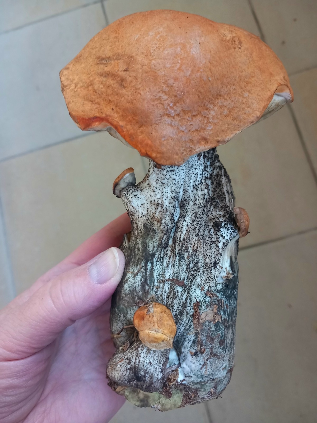 aa5c7d6f-561e-439b-a6ac-0b0116e3371e