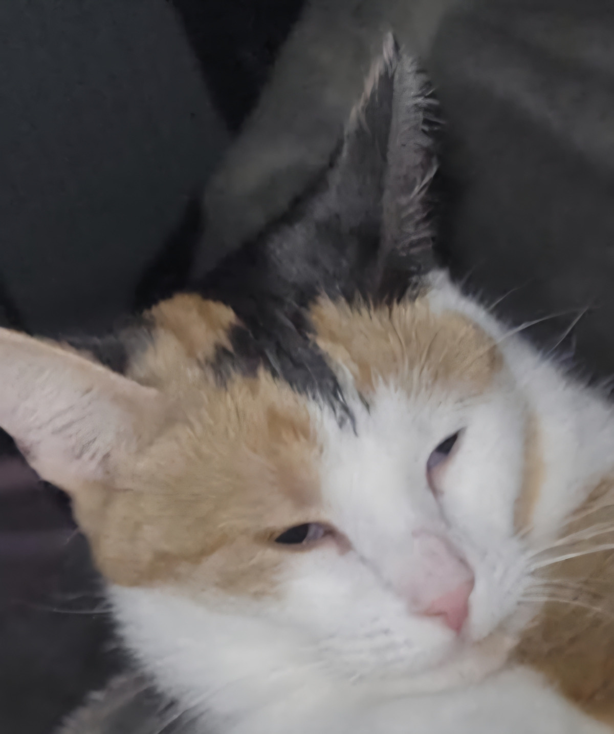 47ee8ebc-fa9e-4fff-a720-a465776157e0