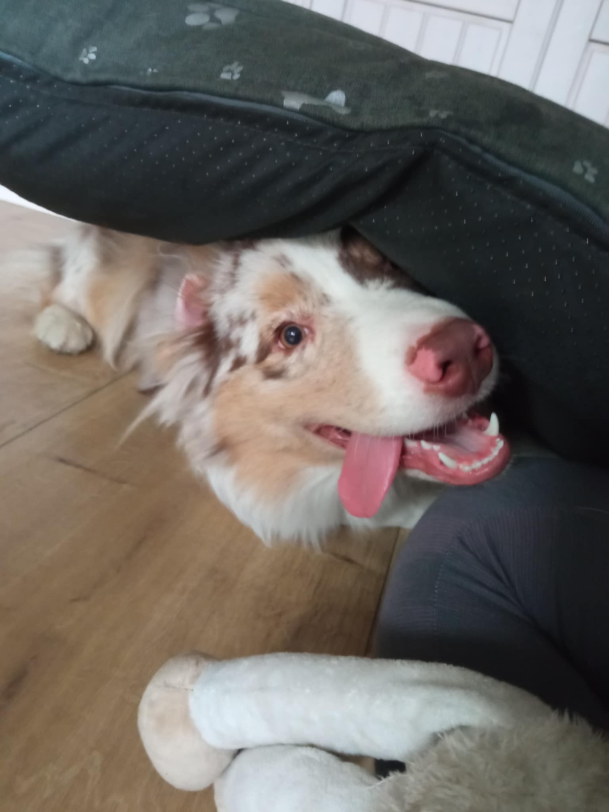 d5b0545b-34c3-40dc-a2e2-5e9835282a38