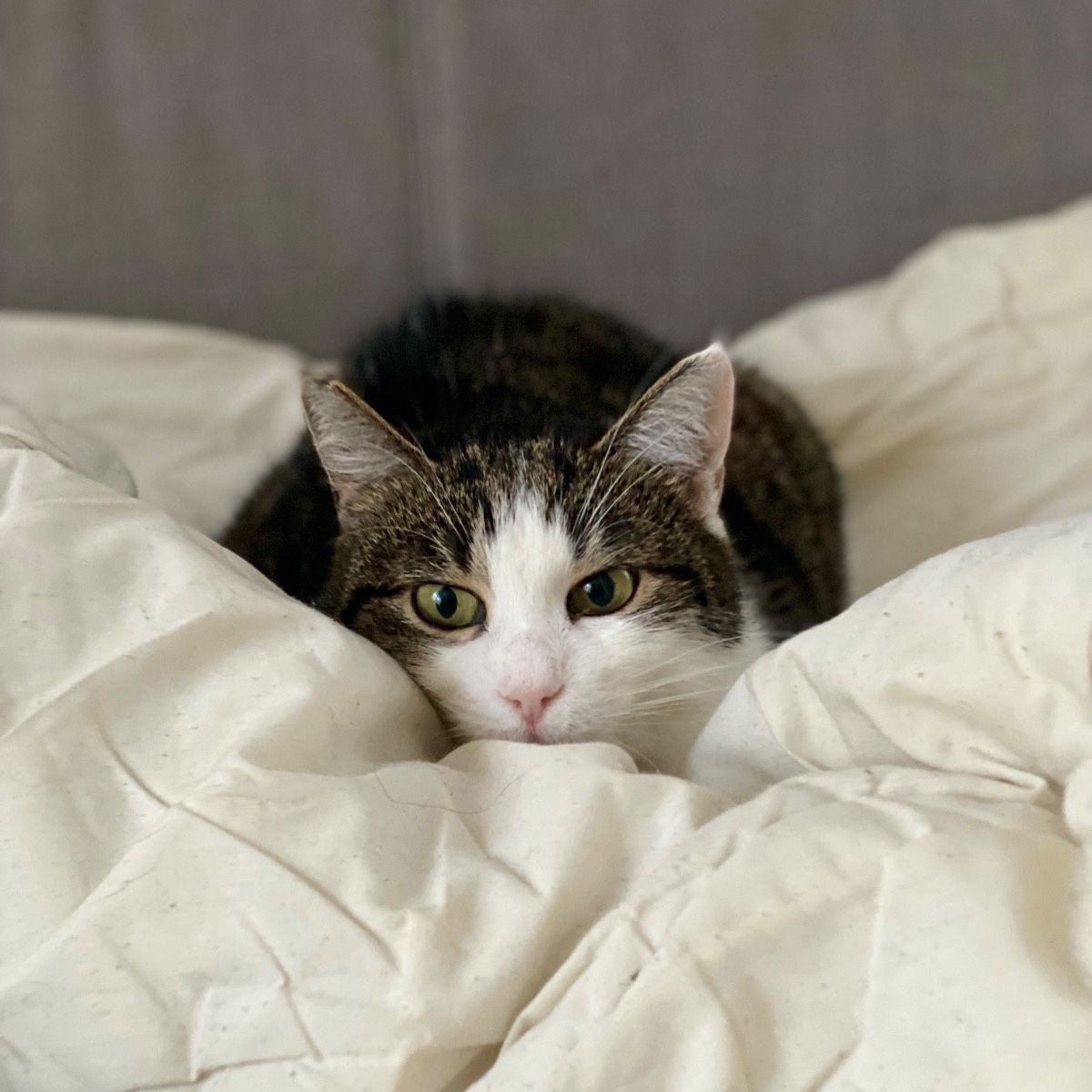 47f6b101-137a-4dc4-a2e4-b081ddad7cb0