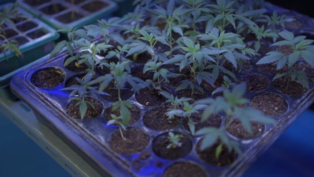 W jaki Sposób Konopie Indyjskie są Pomocne przy Grypie