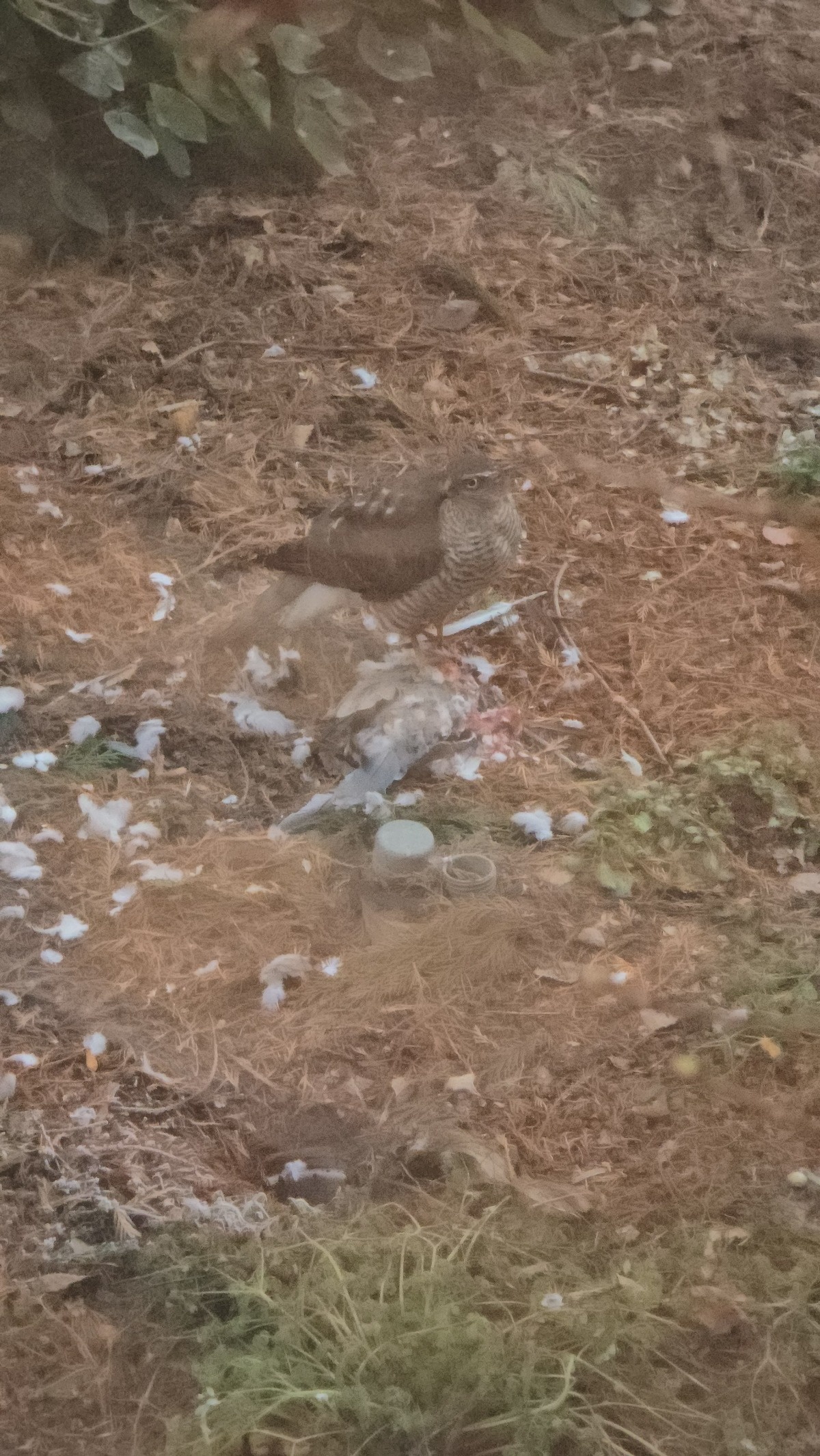 597cc07b-3b0f-4a56-a6f3-cf5bdef6f005