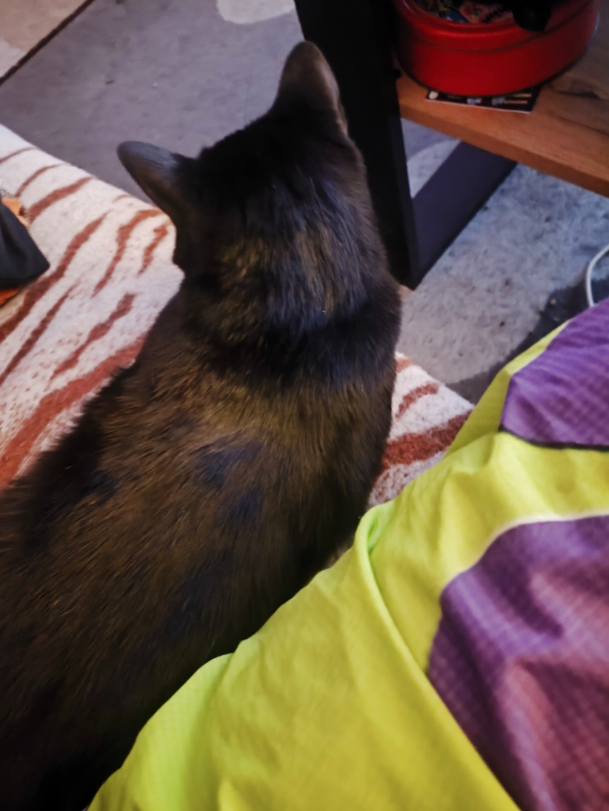 48451c73-f1d2-4c24-8def-5bd13b0ac0f6