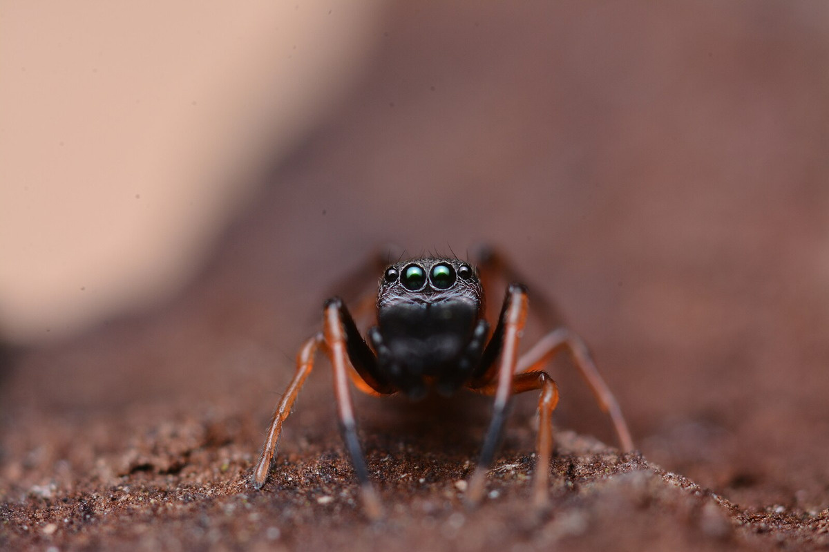 1c9ed727-2526-4852-aa78-817f7b95e017