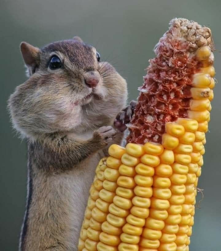 81ff83b9-0380-49ae-a11c-3c621ae0afd5