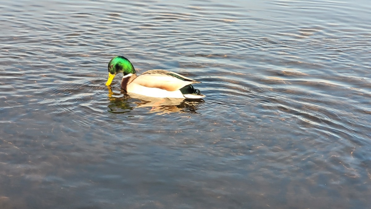 fc6b556f-ad9d-4ae8-8cad-ae6dec2d67e4