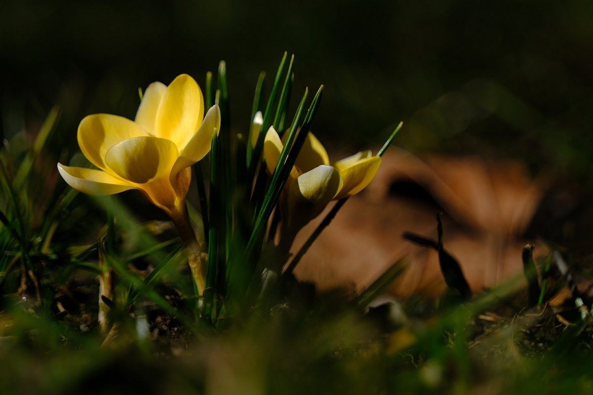 Krokus Złocisty Przedwiośnie / Fotografujemy Przyrodę