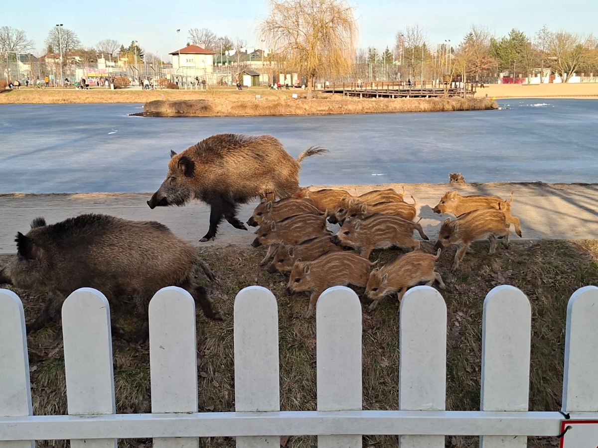 29cc5295-26aa-453f-a0d6-10897031a05b