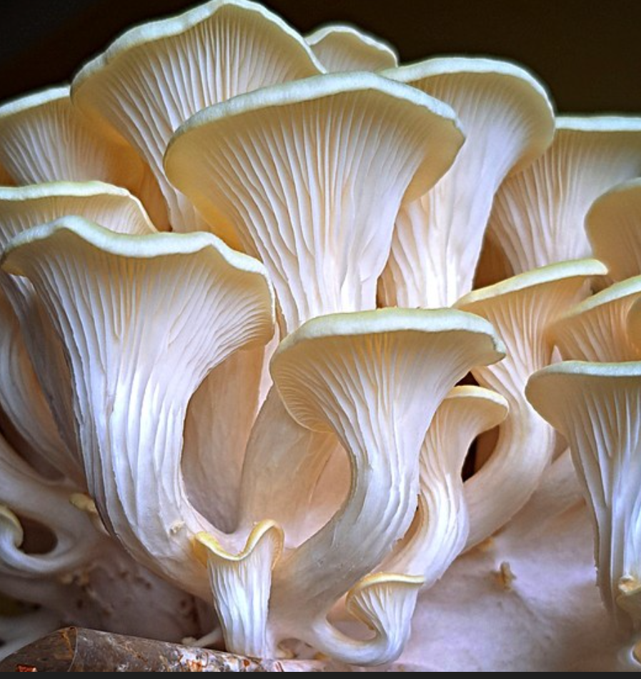 f03d3853-21dc-4f47-addb-4a5ed1acd640