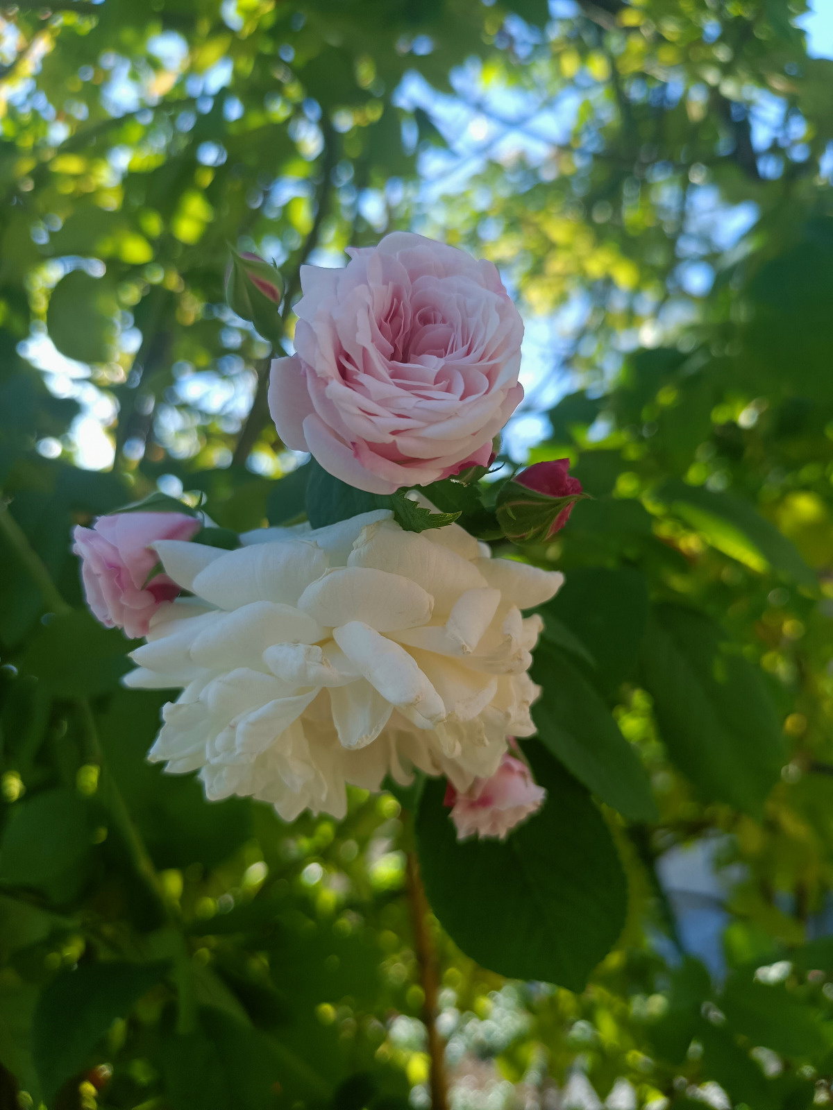 ac808f9e-d1a0-4a53-b15d-ea9f5877c6ba