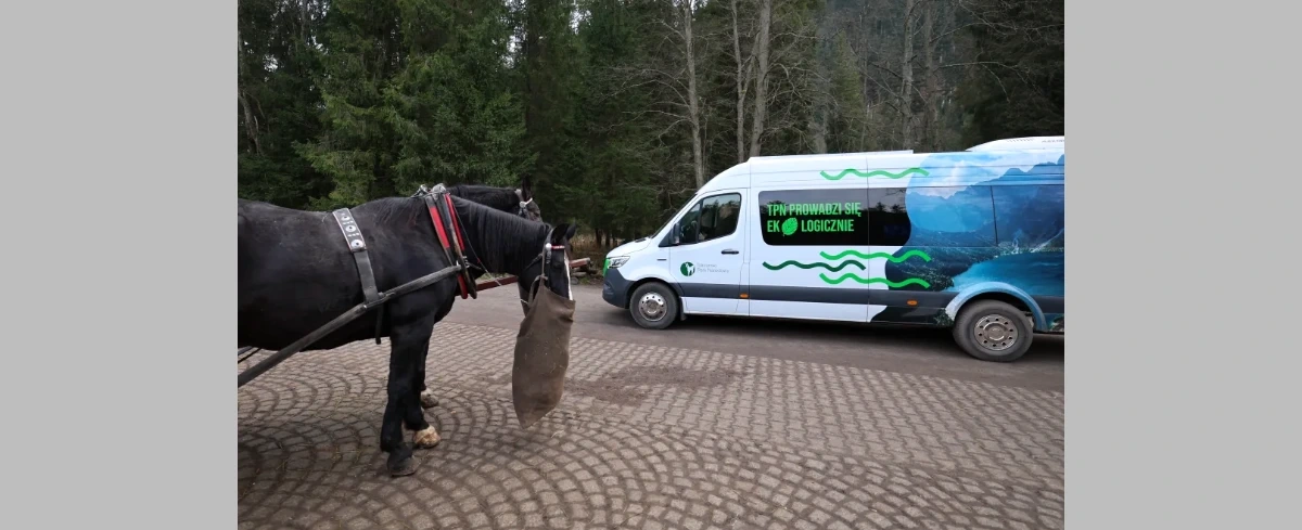 Resort klimatu: zakup kolejnych e-busów do Morskiego Oka nie oznacza likwidacji przewozów konnych