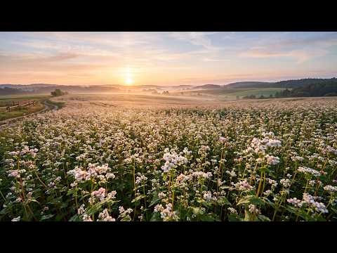 Muzyka Antystresowa na Ukojenie Nerwów, Letnie Krajobrazy i Głęboki Relaks