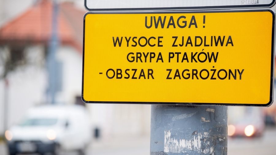Ptasia grypa w Krakowie i okolicach