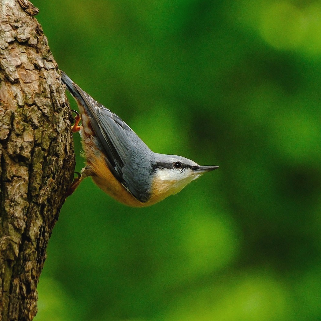 Kowalik Ptak - Sitta Europaea / Fotografujemy Przyrodę