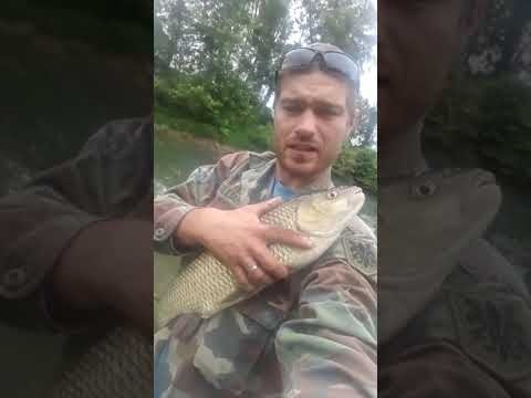 Mega wielki Kleń na rosówke!