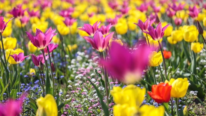 Łódź/ W ogrodzie botanicznym kwitnie ponad 50 tys. tulipanów