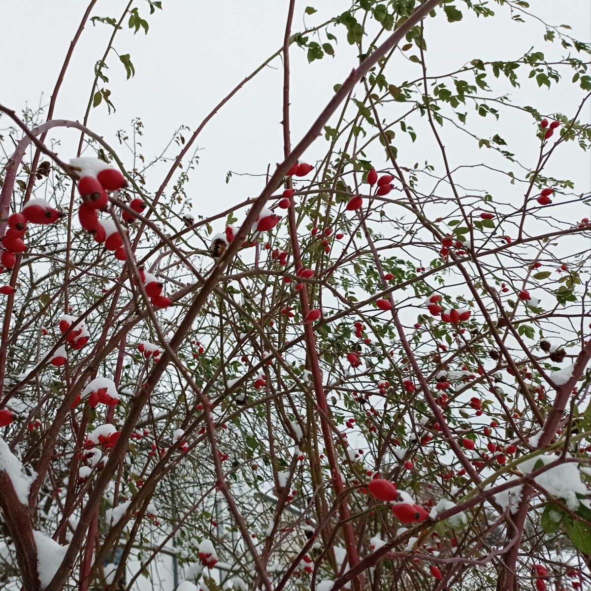 52594d5e-f67d-416c-85b0-44cc4ab6e9c9