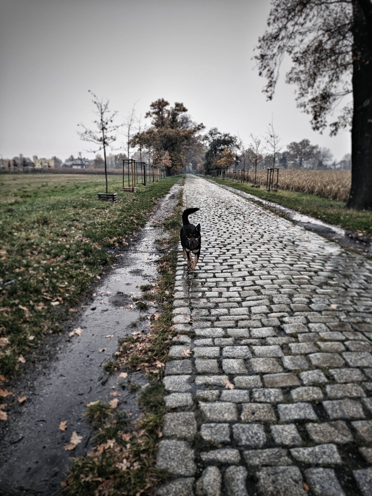 d72247a1-080c-4376-a587-a8424df0c442